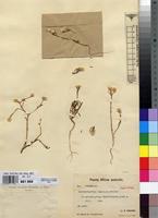 Isotype of Hermbstaedtia capitata Schinz [family AMARANTHACEAE]