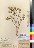Isotype of Pandiaka schweinfurthii C.B.Clarke var. compacta Suess. & Overkott [family AMARANTHACEAE]