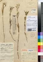 Type of Psilotrichum camporum Hauman [family AMARANTHACEAE]