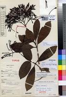 Holotype of Ixora burundiensis Bridson [family RUBIACEAE]