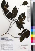 Filed as Pavetta diversipunctata Bridson [family RUBIACEAE]