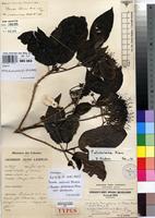 Type of Pavetta lebrunii Bremek. [family RUBIACEAE]