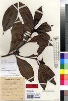 Type of Psychotria peteri E.M.A.Petit [family RUBIACEAE]
