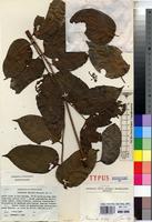 Type of Polyscias felicis Bernardi [family ARALIACEAE]