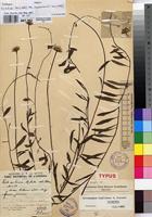 Holotype of Anisopappus lejolyanus Lisowski [family ASTERACEAE]