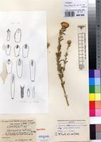 Isotype of Vernonia wildii Merxm. [family ASTERACEAE]