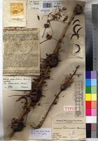 Type of Acacia lathouwersii Staner [family FABACEAE]