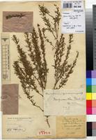 Holotype of Crotalaria bequaertii Baker f. [family FABACEAE]