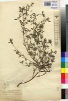 Type of Indigofera carinata De Wild. [family FABACEAE]