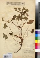 Syntype of Alchemilla mukuluensis De Wild. [family ROSACEAE]
