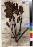 Neotype of Rapanea pellucido-striata Gilg & Schellenb. [family MYRSINACEAE]