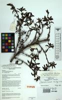 Isotype of Coprosma barbata Utteridge [family RUBIACEAE]