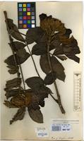 Filed as Spathodea campanulata P.Beauv. subsp. campanulata [family BIGNONIACEAE]