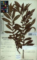 Filed as Tricalysia pallens Hiern [family RUBIACEAE]