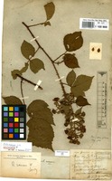 Lectotype of Rubus rosaceus Weihe & Nees [family ROSACEAE]