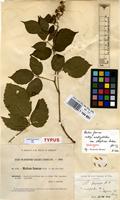 Holotype of Rubus fuscus Weihe & Nees subsp. acutipetalus [family ROSACEAE]