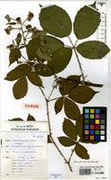 Isotype of Rubus calothyrsus A.Beek [family ROSACEAE]