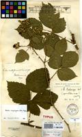 Lectotype of Rubus bodewigii Sudre [family ROSACEAE]