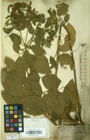Filed as Acalypha communis Mull.Arg. [family EUPHORBIACEAE]