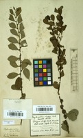 Filed as Flueggea virosa (Willd.) Voigt subsp. virosa [family LILIACEAE]