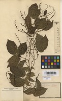 Type of Serjania tenuis Radlk. [family SAPINDACEAE]