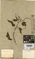 Filed as Acalypha amblyodonta (Mull.Arg.) Mull.Arg. [family EUPHORBIACEAE]