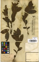 Filed as Acalypha claussenii (Turcz.) Mull.Arg. [family EUPHORBIACEAE]