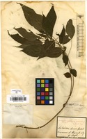 Filed as Acalypha gracilis Spreng. [family EUPHORBIACEAE]