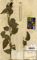 Filed as Acalypha communis Mull.Arg. [family EUPHORBIACEAE]