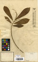 Filed as Acalypha klotzschii Baill. [family EUPHORBIACEAE]