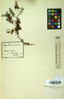 Filed as Pleopeltis polypodioides (L.) E.G.Andrews & Windham [family POLYPODIACEAE]