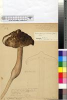 Filed as Termitomyces robustus (Beeli) R. Heim [family TRICHOLOMATACEAE]