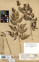 Isotype of Asplenium daubenbergeri Rosenst. [family ASPLENIACEAE]