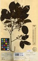 Type of Dalbergia championii Thwaites [family LEGUMINOSAE-PAPILIONACEAE]