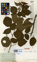 Type of Rubus foliosus Weihe [family ROSACEAE]
