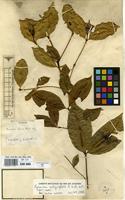 Type of Faramea affinis Müll.Arg. [family RUBIACEAE]