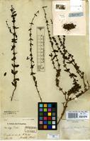 Type of Schwendenera tetrapyxis K.Schum. [family RUBIACEAE]