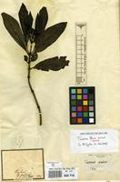 Isotype of Tarenna flava Alston [family RUBIACEAE]