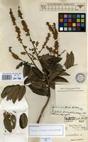 Isolectotype of Cupania subalbens Mart. [family SAPINDACEAE]
