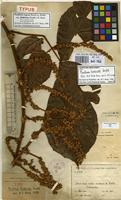 Isotype of Paullinia fimbriata Radlk. [family SAPINDACEAE]