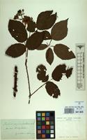 Type of Rubus carpinifolius Weihe & Nees [family ROSACEAE]