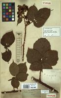 Type of Rubus ferox Weihe [family ROSACEAE]