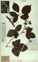 Type of Rubus rhombifolius Weihe ex Boenn. [family ROSACEAE]