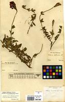 Isotype of Verbena scordioides Cham. [family VERBENACEAE]
