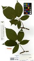 Isotype of Rubus calothyrsus A.Beek [family ROSACEAE]