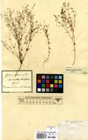 Filed as Galium setaceum Lam. [family RUBIACEAE]
