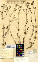 Filed as Galium glaucum L. [family RUBIACEAE]