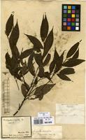 Type of Acalypha diversifolia Jacq. var. squarrosa Müll.Arg. [family EUPHORBIACEAE]