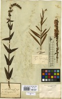 Filed as Lythrum virgatum L. [family LYTHRACEAE]