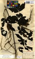 Syntype of Serjania fuscifolia Radlk. [family SAPINDACEAE]